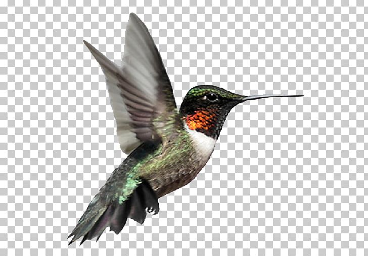 Ruby-throated Hummingbird Stock Photography Broad-billed Hummingbird PNG, Clipart, Android, Animal, Animals, Annas Hummingbird, Apk Free PNG Download