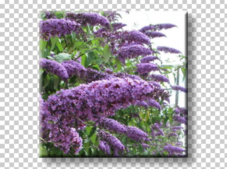 Summer Lilac Shrub Butterfly Hedge Buddlejas PNG, Clipart, Annual Plant, Broadleaved Tree, Buddlejas, Butterfly, Butterfly Bush Free PNG Download
