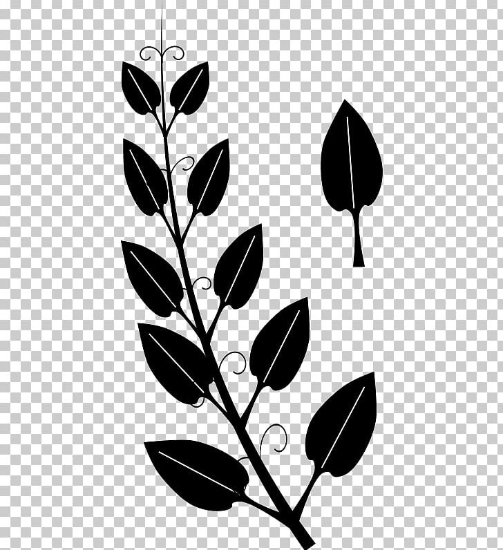 Vine Tendril Leaf Ivy PNG, Clipart, Animals, Autumn Leaves, Black, Branch, Drawing Free PNG Download