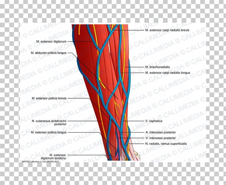 Graphic Design Muscle Arm PNG, Clipart, Abdomen, Angle, Arm, Art, Blood Vessel Free PNG Download