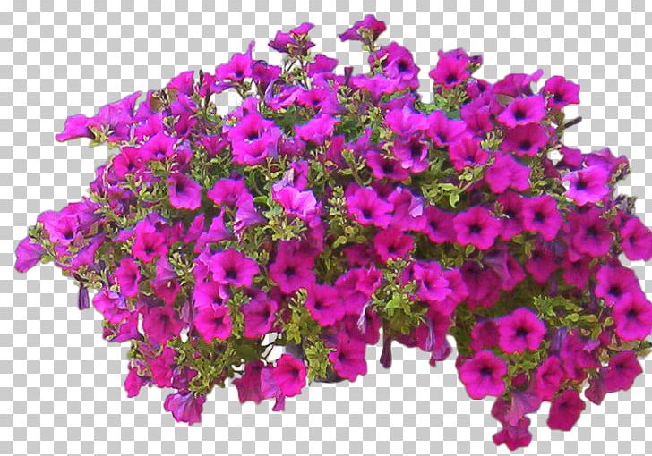 Shrub Flower PNG, Clipart, Allegro, Annual Plant, Aubretia, Cut Flowers, Deviantart Free PNG Download