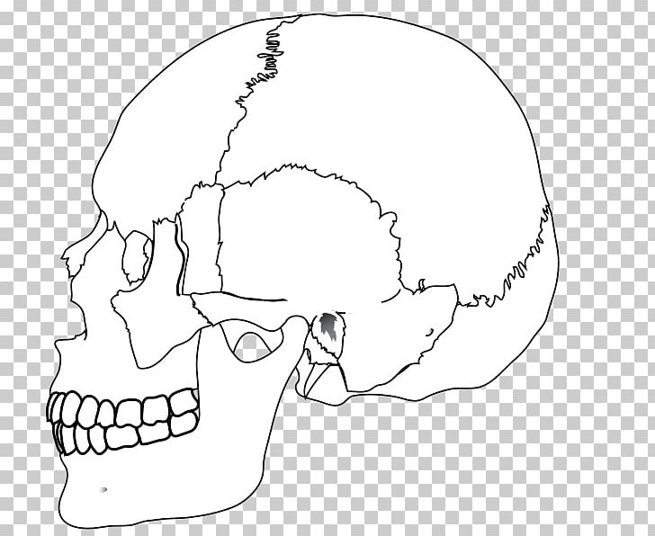 Human Skull Nasal Bone Human Body PNG, Clipart, Artwork, Black And White, Face, Hand, Head Free PNG Download