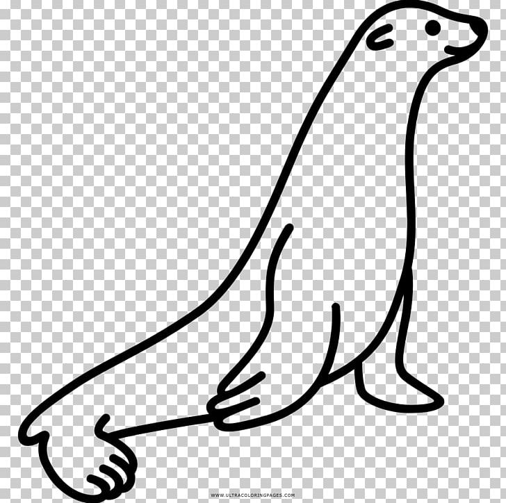 Sea Lion Earless Seal Drawing Coloring Book PNG, Clipart, Animals, Aquatic Animal, Beak, Black And White, California Sea Lion Free PNG Download