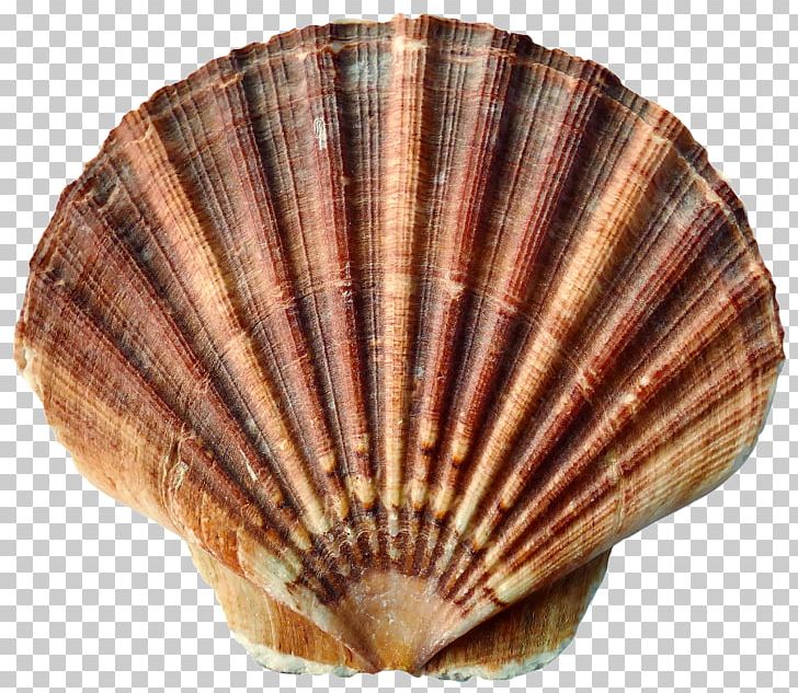 Seashell Mussel Mollusc Shell Gastropod Shell Molluscs PNG, Clipart, Animal, Animal Product, Animals, Aquatic Animal, Beach Free PNG Download