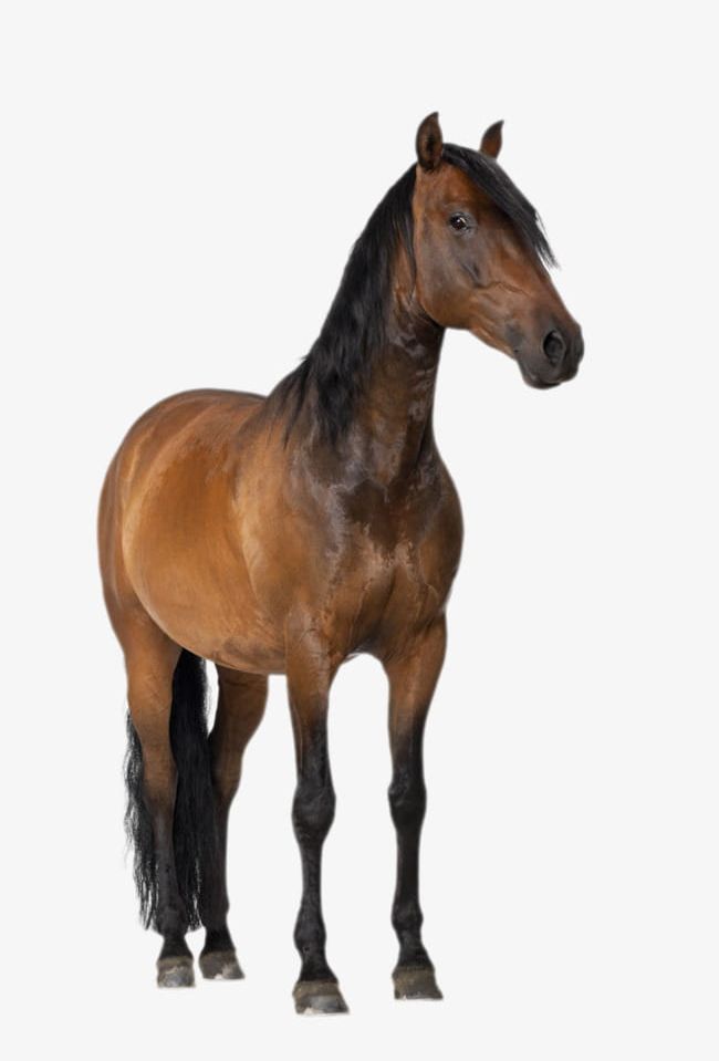 Brown Horse PNG, Clipart, Animal, Brown, Brown Clipart, Color Image, Cut Out Free PNG Download
