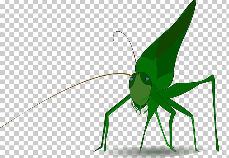 Insect Grasshopper PNG, Clipart, Animation, Arthropod, Caelifera, Cartoon, Clip Art Free PNG Download