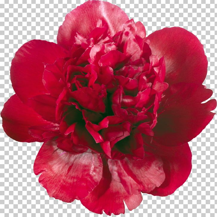 Peony Flower Albom PNG, Clipart, Albom, Camellia, Carnation, Cut Flowers, Depositfiles Free PNG Download