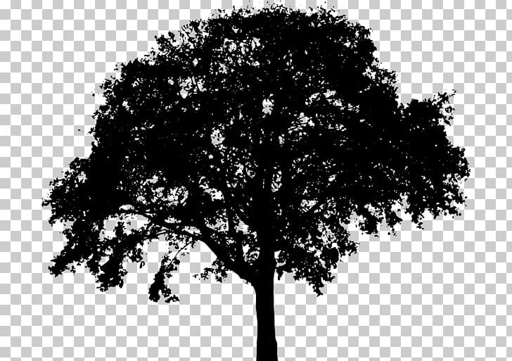 Tree Silhouette Oak PNG, Clipart, Black And White, Branch, Deciduous, Leaf, Monochrome Free PNG Download