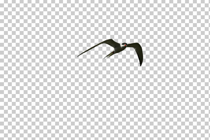 Birds Angle Beak Font Biology PNG, Clipart, Angle, Beak, Biology, Birds, Geometry Free PNG Download