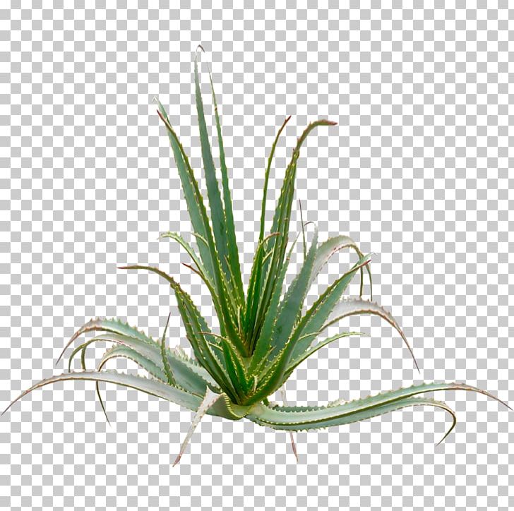 Aloe Vera Aloe Arborescens Plant Aloin Gel PNG, Clipart, 5 Years, Age, Aloe, Aloe Arborescens, Aloe Vera Free PNG Download
