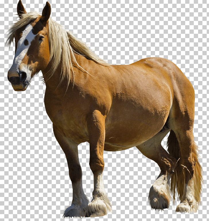 Clydesdale Horse Arabian Horse Rocky Mountain Horse Mustang Pony PNG, Clipart, Animal, Animals, Arabian Horse, Bay, Black Free PNG Download