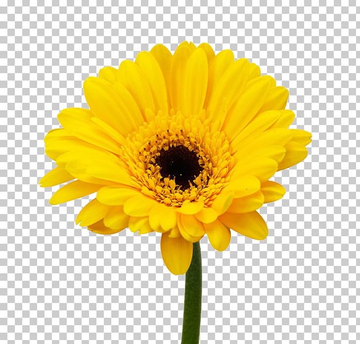 Cut Flowers Daisy Family Gerbera Jamesonii Common Sunflower PNG, Clipart, Annual Plant, Chrysanthemum, Common Daisy, Common Sunflower, Cut Flowers Free PNG Download