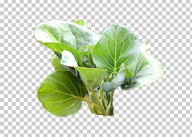 Leaf Vegetable Mashed Potato Spring Greens Kale PNG, Clipart, Chard, Collard Greens, Dish, Flowerpot, Food Drinks Free PNG Download