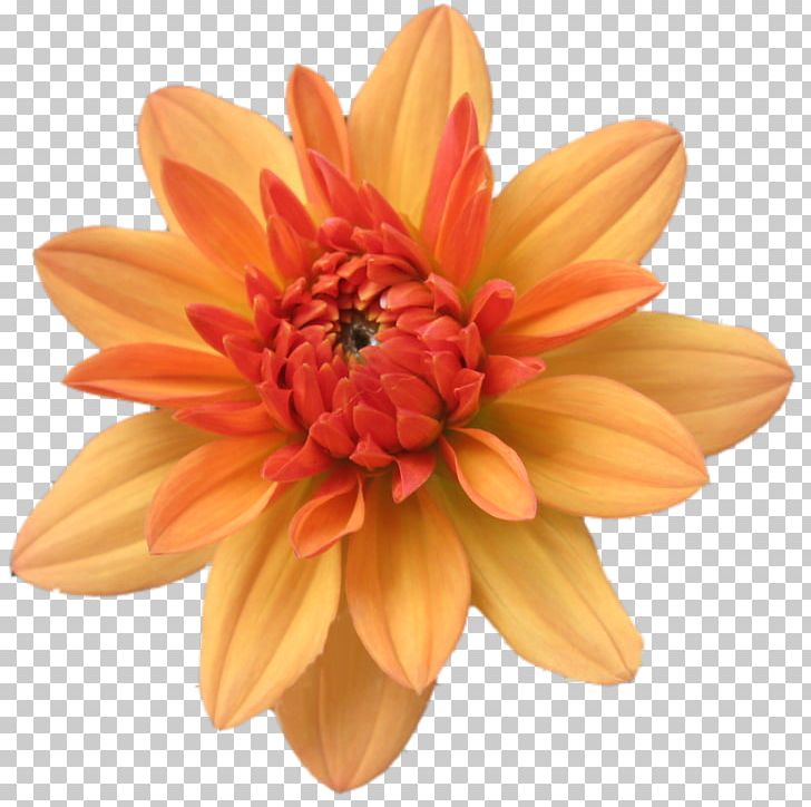 Orange Flower PNG, Clipart, Abstraction, Chrysanths, Color, Cut Flowers, Dahlia Free PNG Download