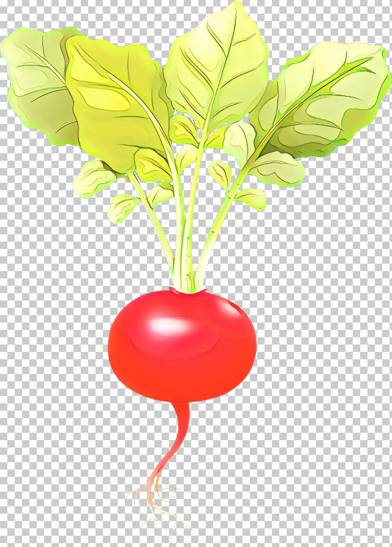 Radish Vegetable Leaf Plant Beetroot PNG, Clipart, Beet, Beetroot, Flower, Food, Leaf Free PNG Download