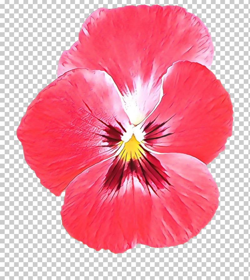 Flower Petal Plant Red Pansy PNG, Clipart, Annual Plant, Flower, Magenta, Pansy, Petal Free PNG Download