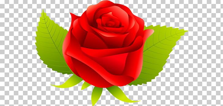 Garden Roses Cabbage Rose Cut Flowers Petal Desktop PNG, Clipart, China Rose, Chinese Cuisine, Cicek, Closeup, Closeup Free PNG Download
