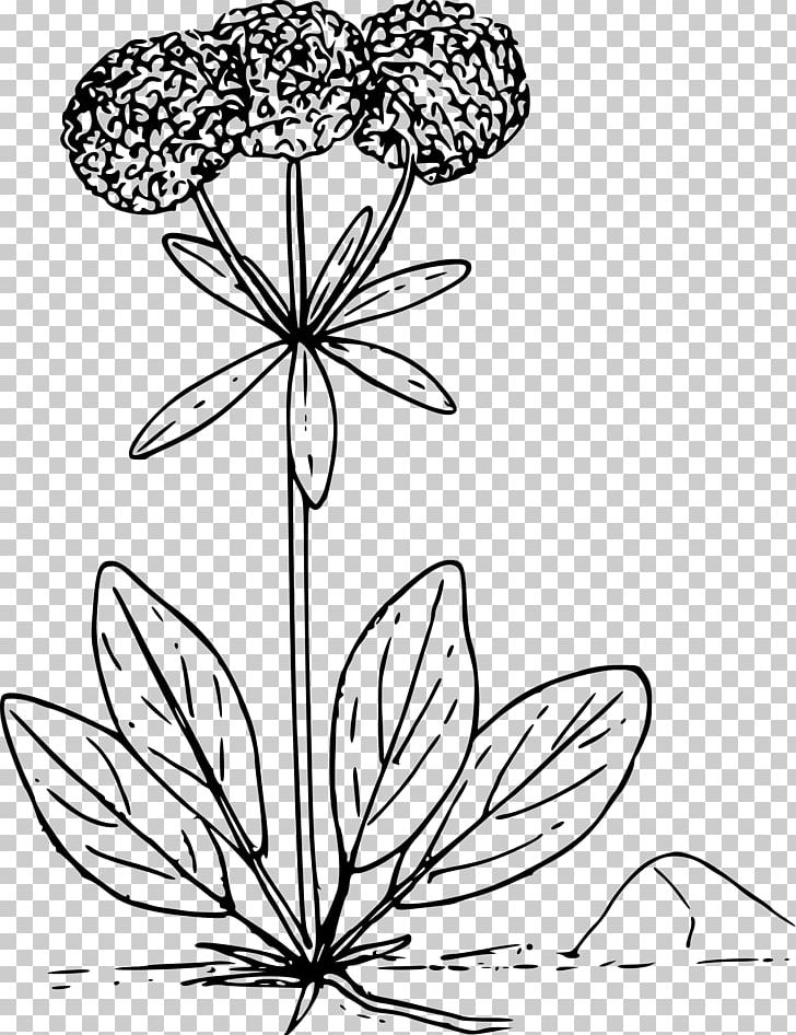 Wildflower PNG, Clipart, Art, Artwork, Black And White, Buckwheat, Flower Free PNG Download