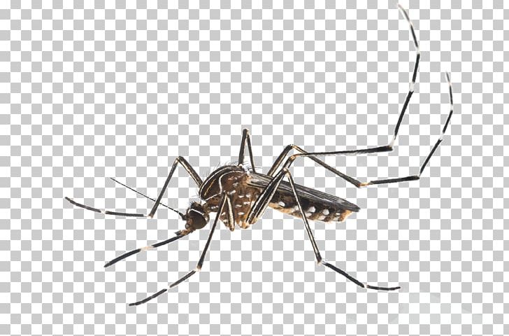 Insect Yellow Fever Mosquito Aedes Albopictus PNG, Clipart, Aedes, Aedes Albopictus, Animals, Arthropod, Fly Free PNG Download