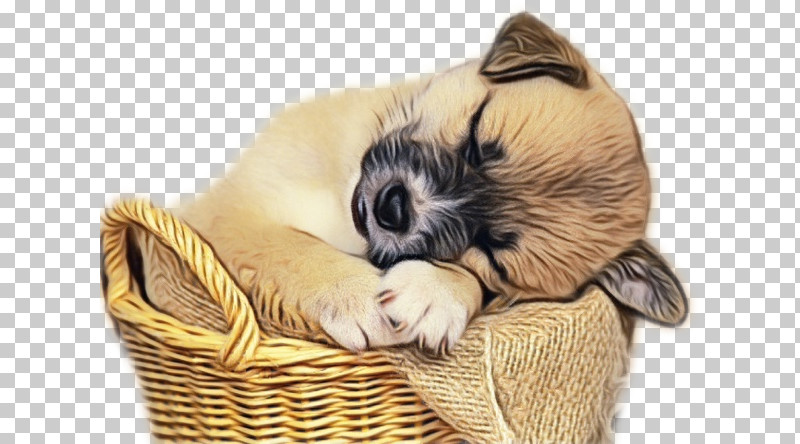 Puppy Shih Tzu Pug Beagle Maltese Dog PNG, Clipart, Beagle, Cat, Cuteness, Dog, Kennel Free PNG Download