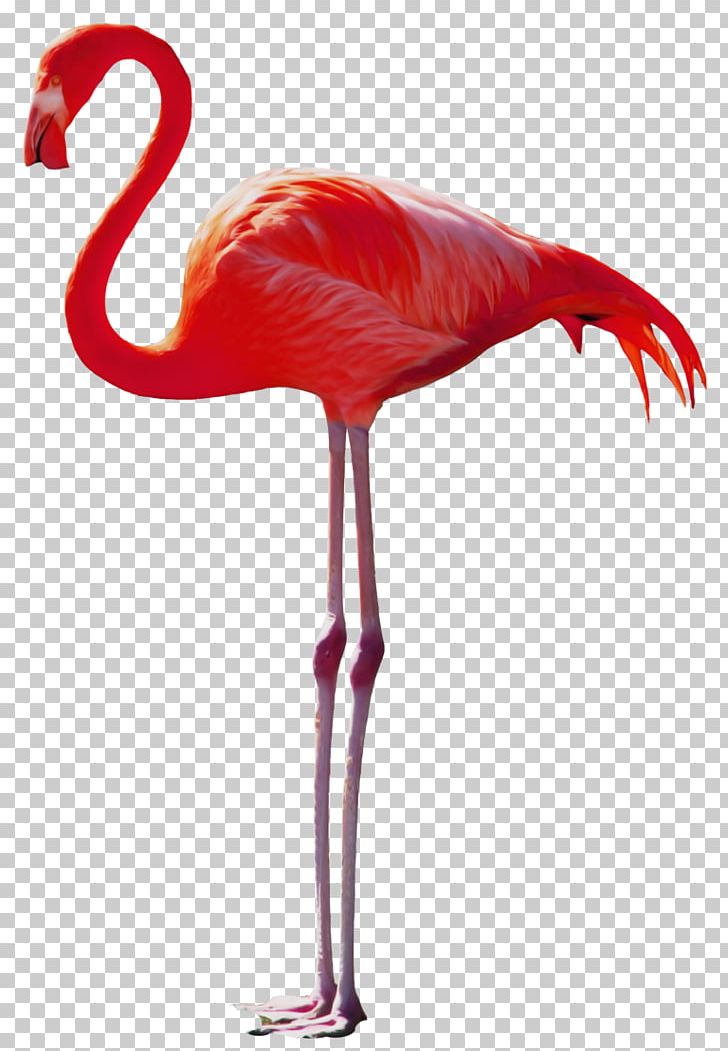 Bird Portable Network Graphics Animal Painting PNG, Clipart, Animal, Animals, Beak, Bird, Drawing Free PNG Download