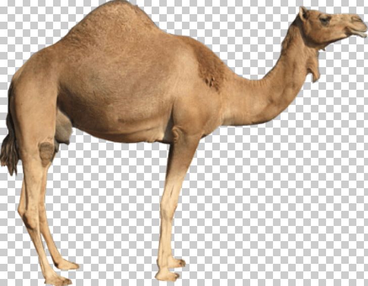 Dromedary Bactrian Camel PNG, Clipart, Animal, Arabian Camel, Bactrian Camel, Black White, Camel Free PNG Download