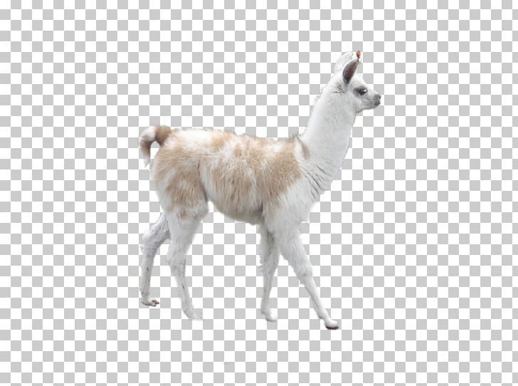 Llama Alpaca Camel Desktop Inca Empire PNG, Clipart, Alpaca, Animal, Animal Figure, Animation, Camel Free PNG Download