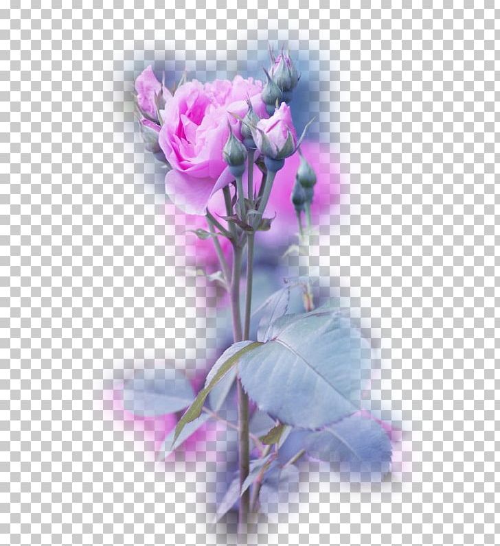 Parc Floral De Paris Garden Roses Flower PNG, Clipart, Blue Rose, Cut Flowers, Dahlia, Fleur, Floral Design Free PNG Download