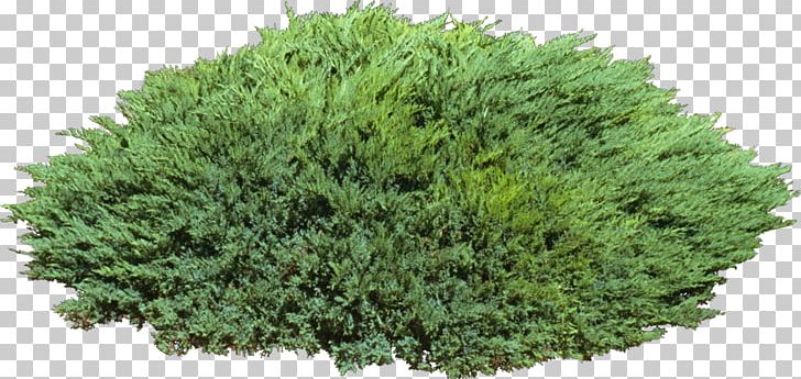 Shrub Camphor Tree Evergreen Cypress PNG, Clipart, Bush, Camphor Tree, Cypress, Cypress Family, Evergreen Free PNG Download