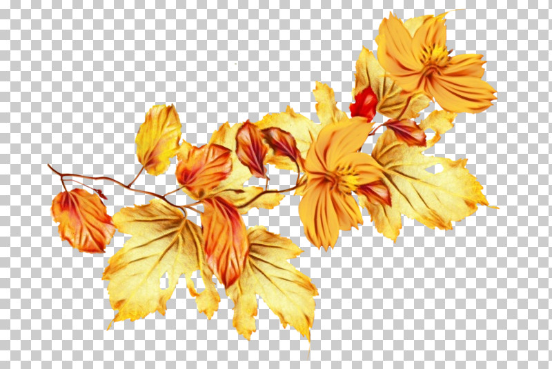 Orange PNG, Clipart, Banquet, Bitter Orange, Catering, Citrus, Cut Flowers Free PNG Download