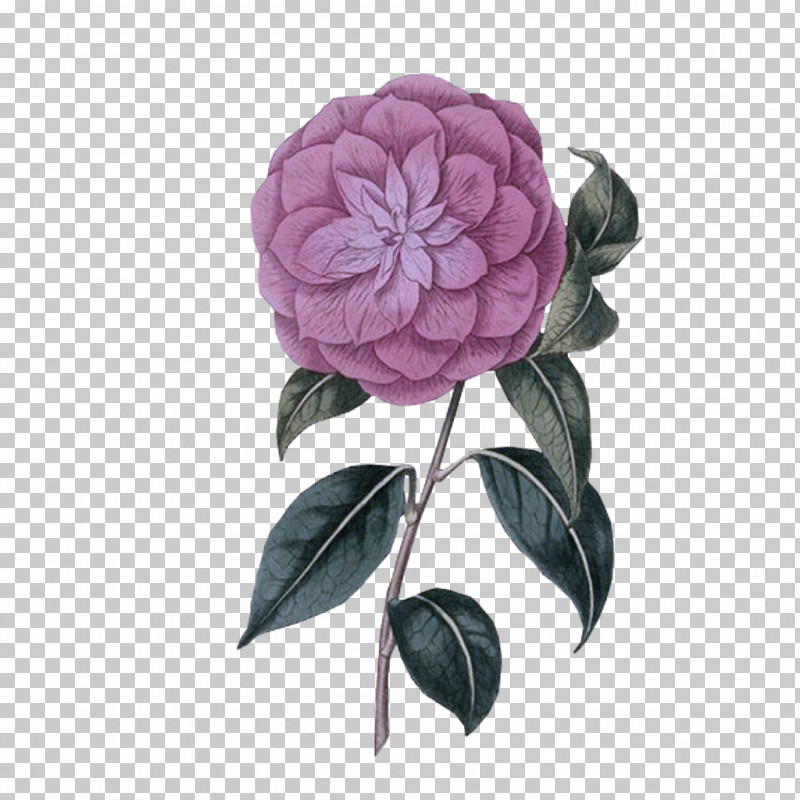 Rose PNG, Clipart, Camellia, Chinese Peony, Cut Flowers, Flower, Japanese Camellia Free PNG Download