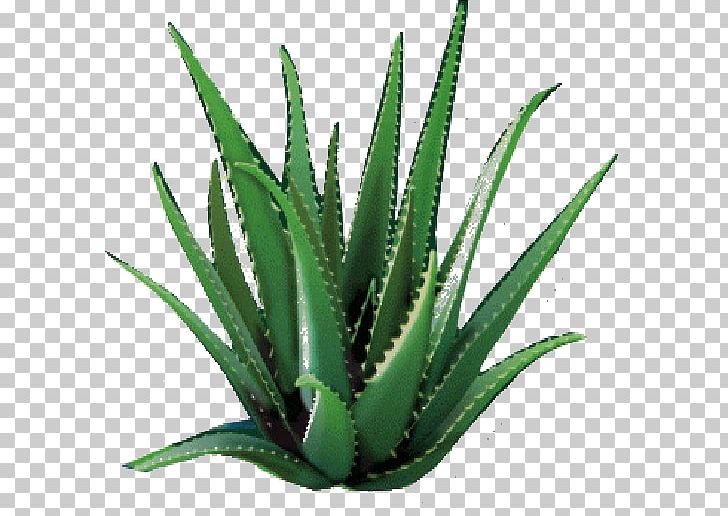 Aloe Vera Plants Skin Succulent Plant Dietary Supplement PNG, Clipart, Agave, Agave Azul, Aloe, Aloe Vera, Aloe Vera Leaf Free PNG Download