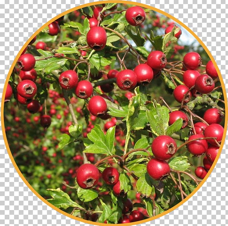 Rennet Herb Ayurveda Health Adaptogen PNG, Clipart, Adaptogen, Ayurveda, Berry, Cherry, Cranberry Free PNG Download
