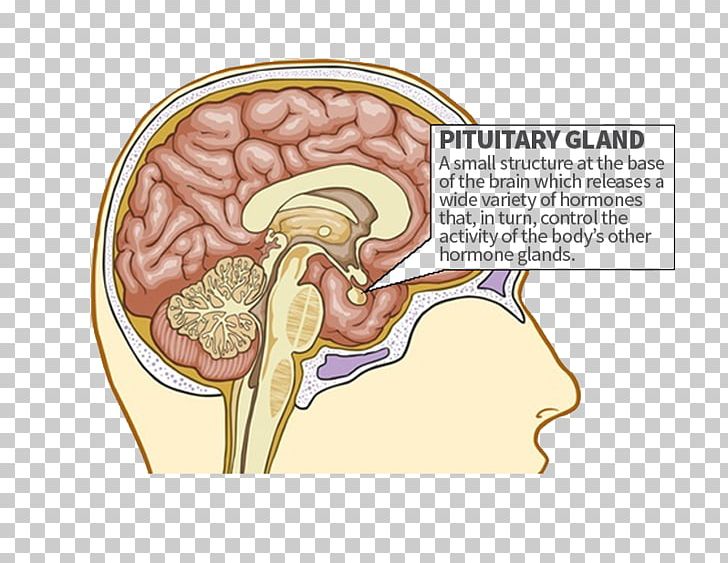 The Pituitary Gland Endocrine Gland Anterior Pituitary PNG, Clipart, Anterior Pituitary, Brain, Central, Ear, Endocrine Gland Free PNG Download