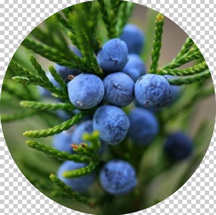Juniper Berry Essential Oil Extraction Common Juniper PNG, Clipart, Berry, Bilberry, Blueberry, Christmas Ornament, Cinnamon Leaf Oil Free PNG Download