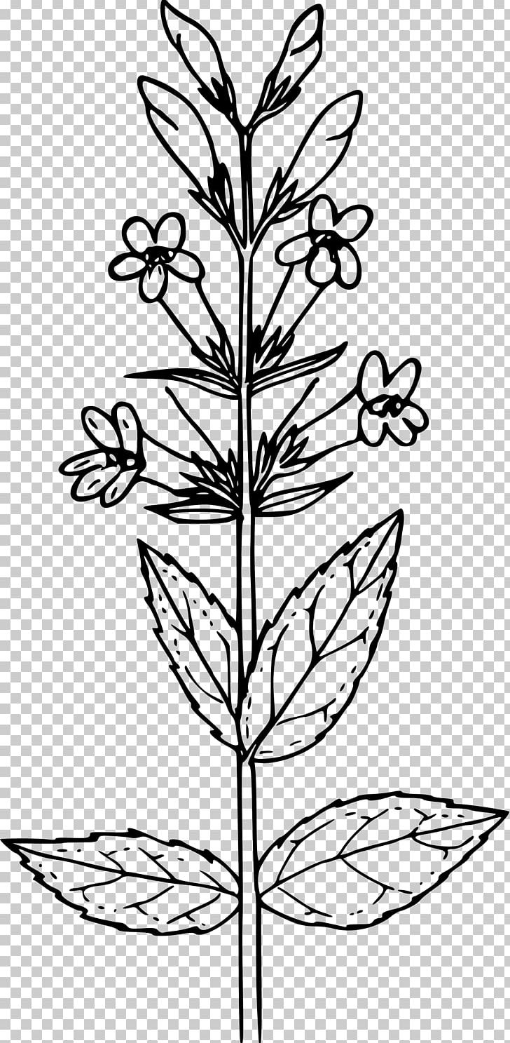 Mustard Plant Drawing Coloring Book Mustard Seed Black Mustard PNG, Clipart, Blue Mountains, Botanical Illustration, Botany, Branch, Coloring Book Free PNG Download
