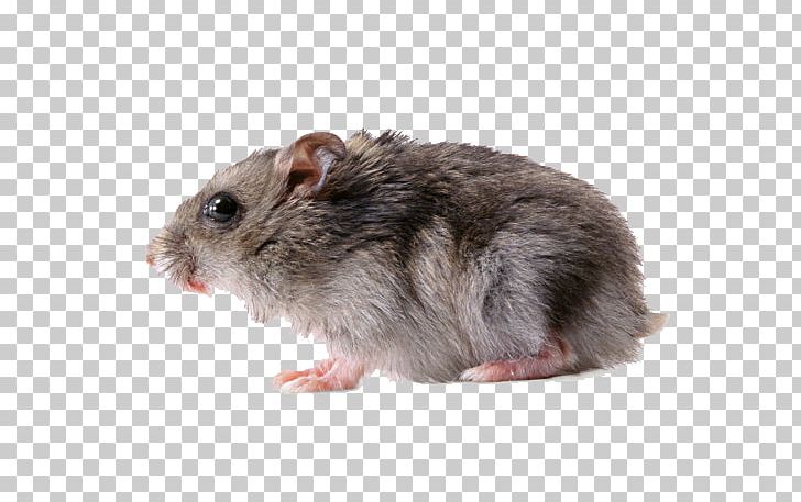 Rodent House Mouse The Interpretation Of Dreams By The Duke Of Zhou Murids PNG, Clipart, Animal, Animals, Buckle, Button, Dream Free PNG Download