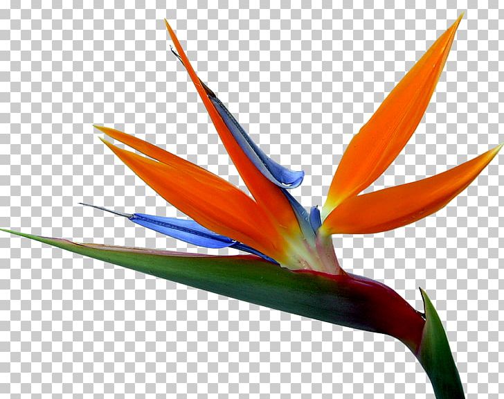 Strelitzia Reginae Bird-of-paradise Drawing Flower PNG, Clipart, Animals, Art, Beak, Bird, Bird Flower Free PNG Download