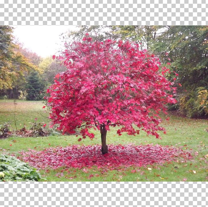 Japanese Maple Red Maple Tree Garden Green PNG, Clipart, Acer Palmatum Thunb, Autumn, Blossom, Bonsai, Color Free PNG Download