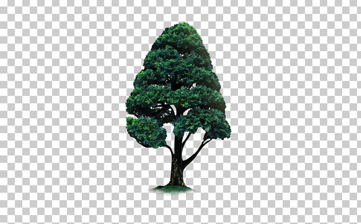 Tree PicsArt Photo Studio Woody Plant Evergreen PNG, Clipart, Christmas Tree, Conifer, Conifers, Crops, Evergreen Free PNG Download