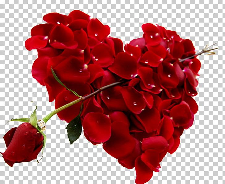 Valentine's Day Rose Heart Gift February 14 PNG, Clipart, Annual Plant ...