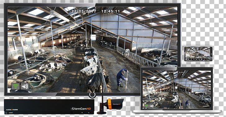 Construction Cattle Photography High-definition Television Dairy Farming PNG, Clipart, Barn, Business, Camera, Cattle, Construction Free PNG Download
