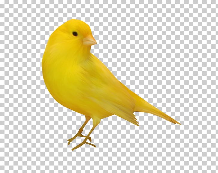 Domestic Canary Bird PNG, Clipart, Albatross, American Sparrows, Animals, Atlantic Canary, Beak Free PNG Download