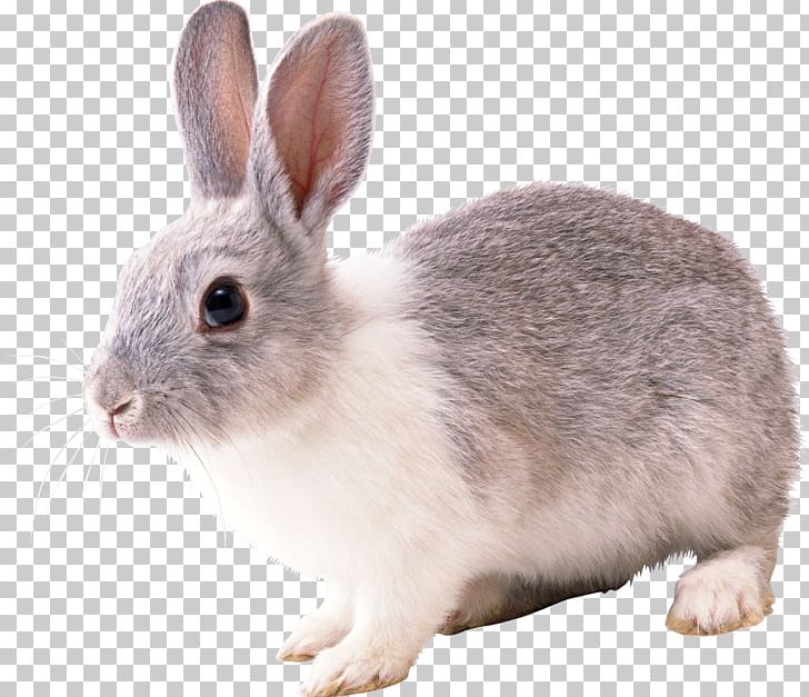 Domestic Rabbit European Rabbit Hare PNG, Clipart, Animal, Animals, Domestic Rabbit, Download, Easter Bunny Free PNG Download