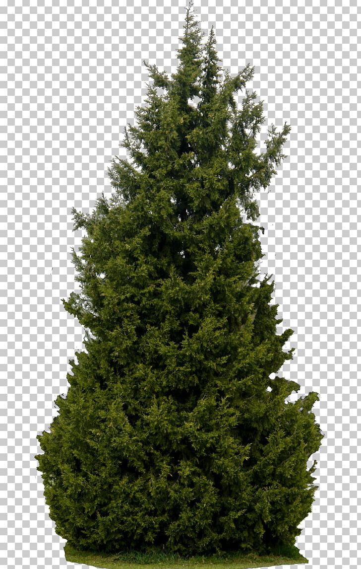 Tree Shrub PNG, Clipart, Biome, Christmas Decoration, Christmas Tree, Clipping Path, Computer Software Free PNG Download