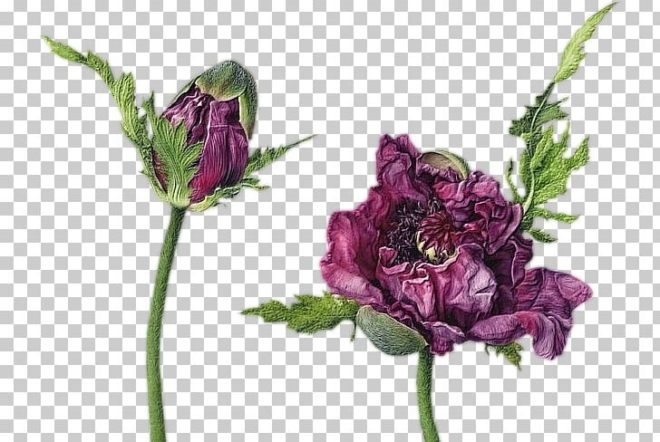 Watercolor Painting Drawing Illustrator Botany PNG, Clipart, Annual Plant, Artificial Flower, Botany, Flower, Flower Arranging Free PNG Download
