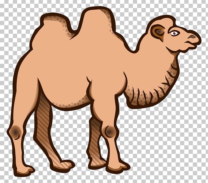Wild Bactrian Camel Dromedary PNG, Clipart, Animal Figure, Animals, Arabian Camel, Bactrian Camel, Camel Free PNG Download