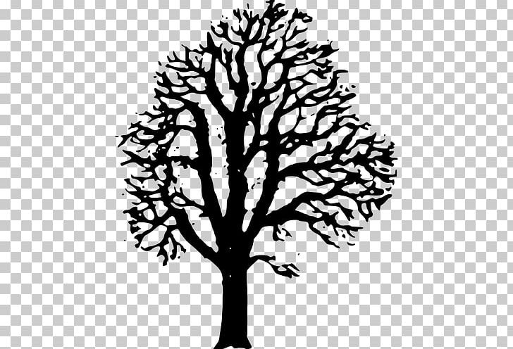 Chestnut Drawing PNG, Clipart, Black And White, Branch, Buckeyes, Chestnut, Chestnut Tree Free PNG Download