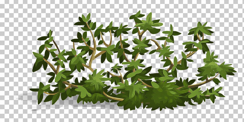 Flower Leaf Plant Grass Groundcover PNG, Clipart, Flower, Grass, Groundcover, Leaf, Plant Free PNG Download