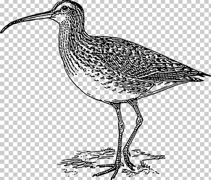 Bird Long-billed Curlew Eurasian Curlew Bald Eagle PNG, Clipart, Animals, Bald Eagle, Bird, Black And White, Bristlethighed Curlew Free PNG Download